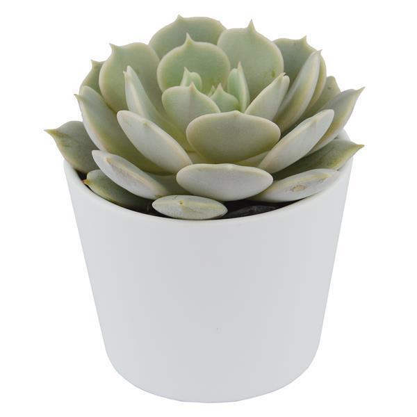 Echeveria Lola - 5.5cm