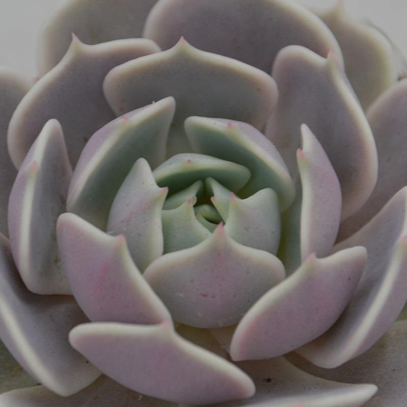 Echeveria Lola - 8,5cm