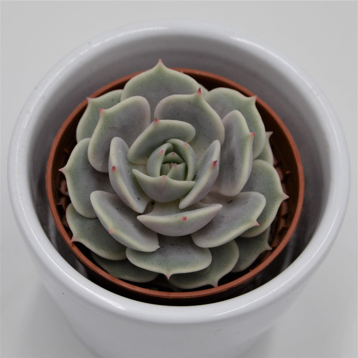 Echeveria Lola - 5.5cm