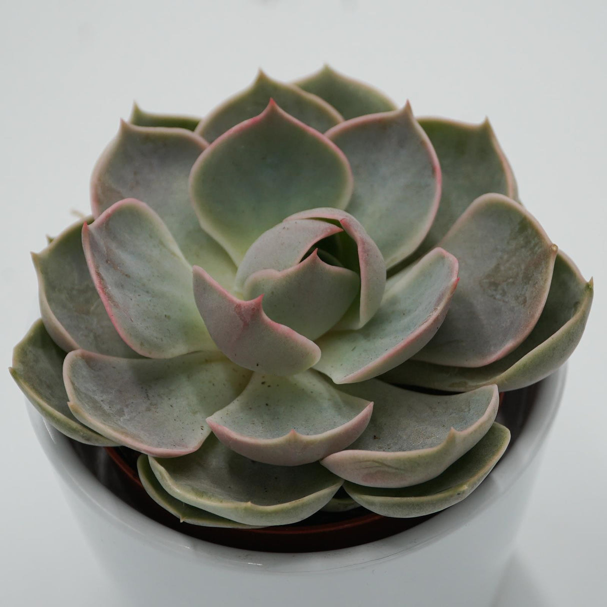 Echeveria Lotus - 8.5cm