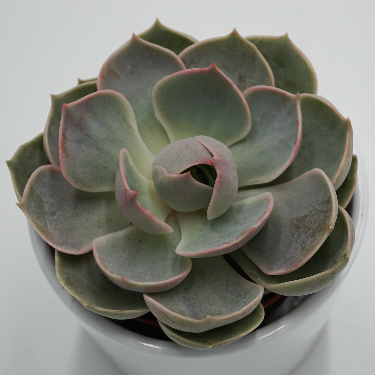 Echeveria Lotus - 8.5cm