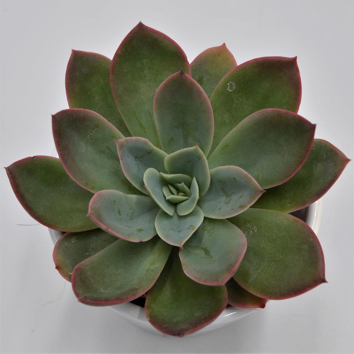 Echeveria Luella - 8.5cm