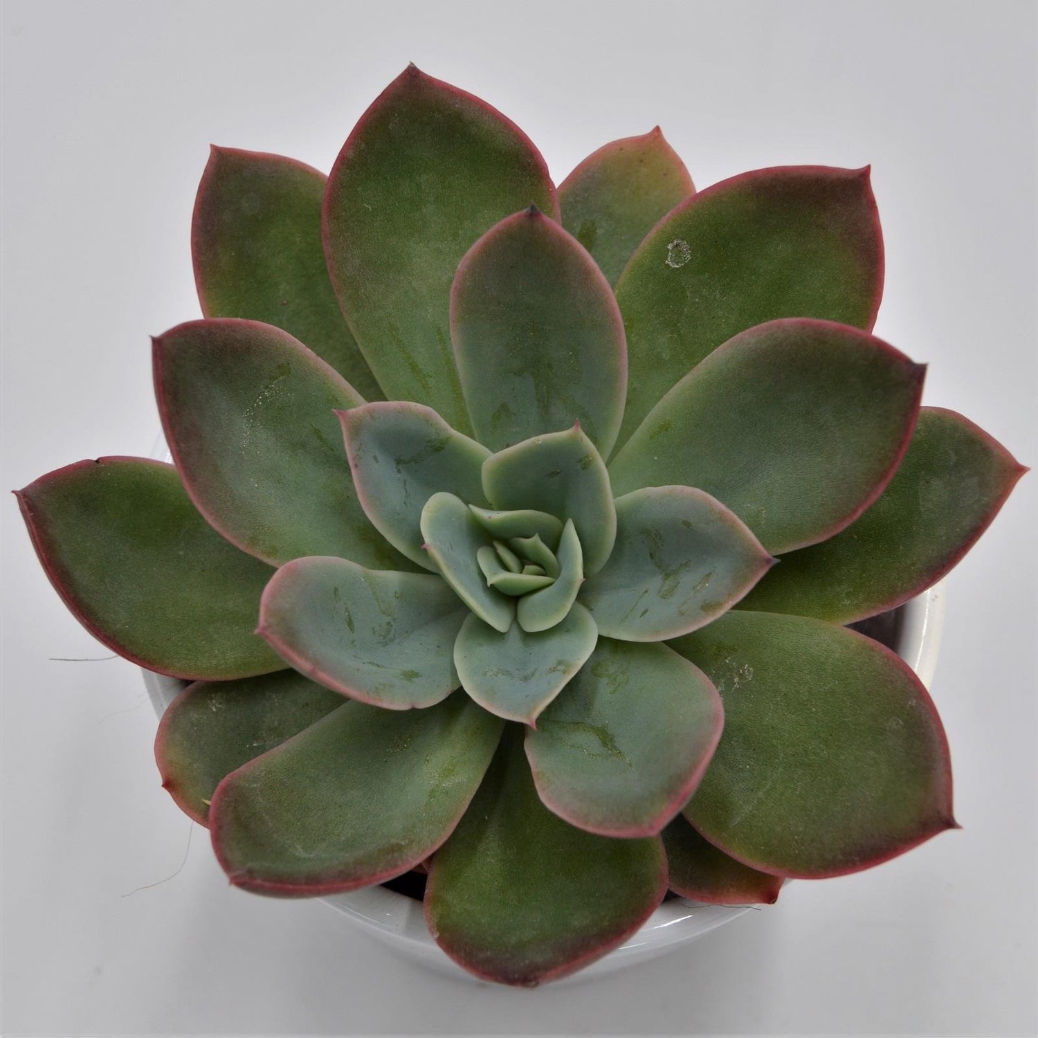 Echeveria Luella - 8.5cm