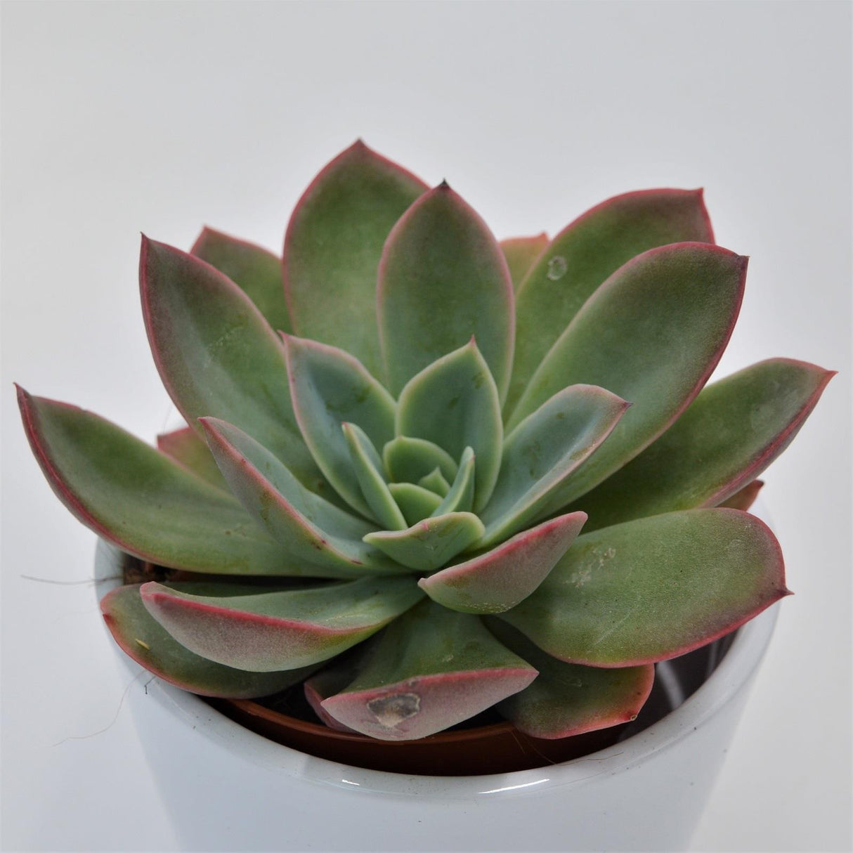 Echeveria Luella - 8.5cm