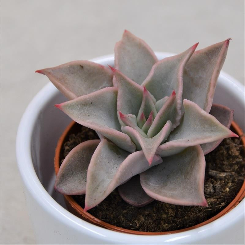 Echeveria Madiba - 5.5cm