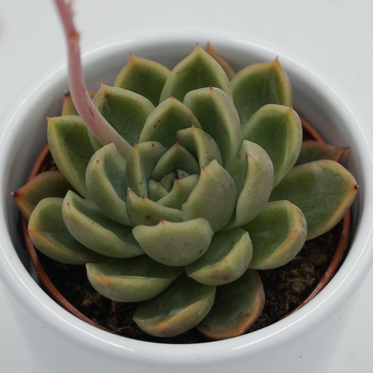 Echeveria Mandolan - 6cm
