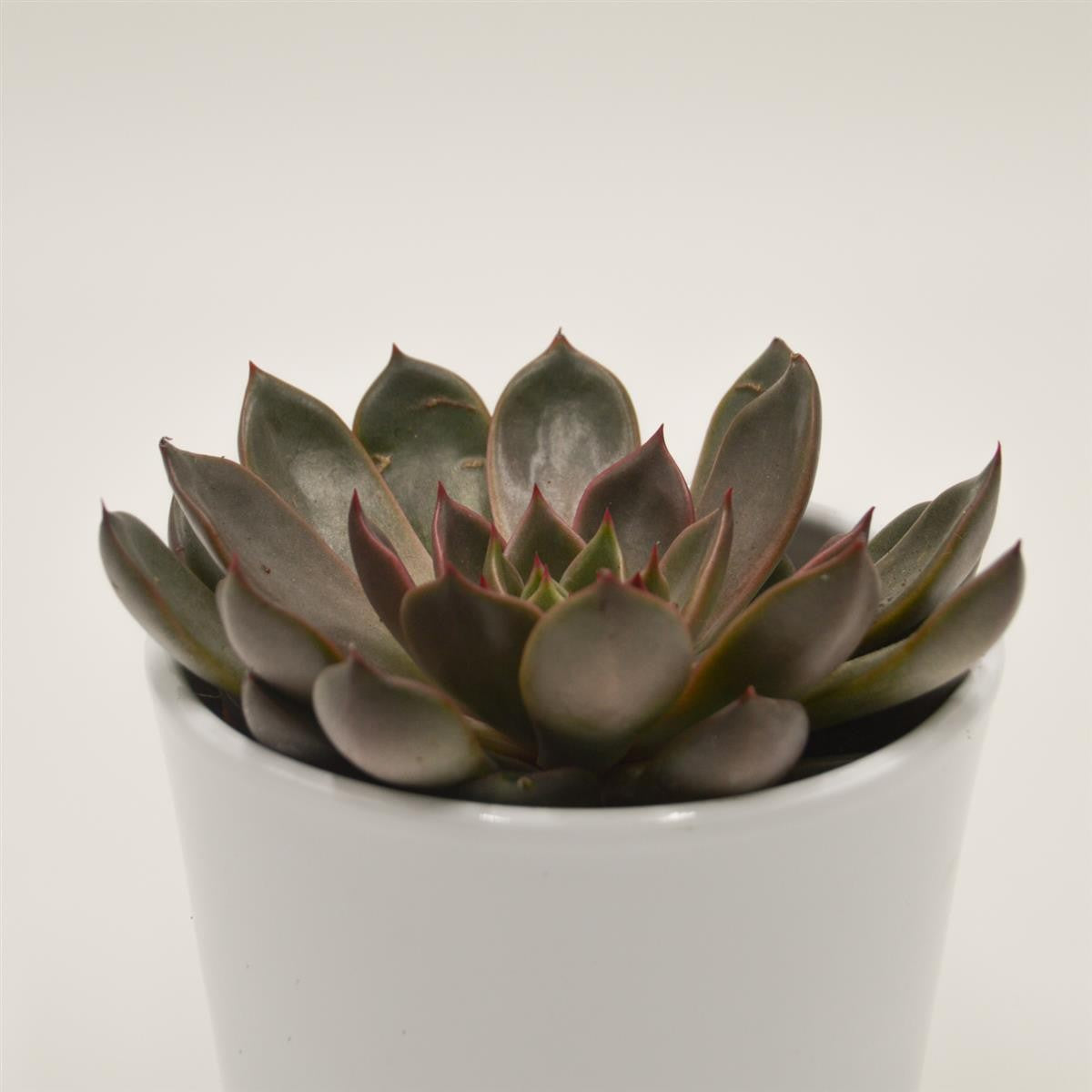 Echeveria Mariposa - 10,5cm