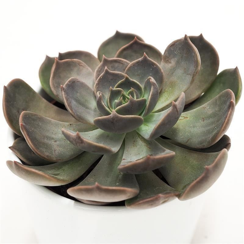 Echeveria Marrom - 10.5cm