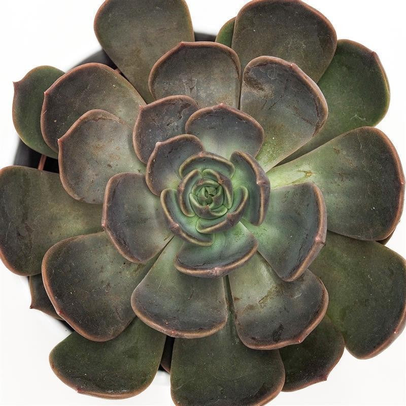 Echeveria Marrom - 10.5cm