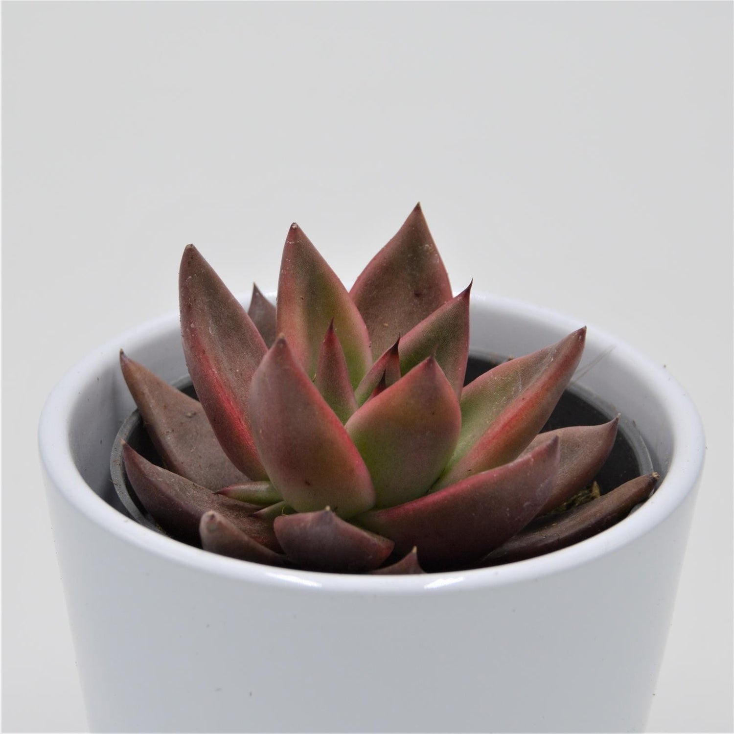 Echeveria agavoides Mars - 8.5cm