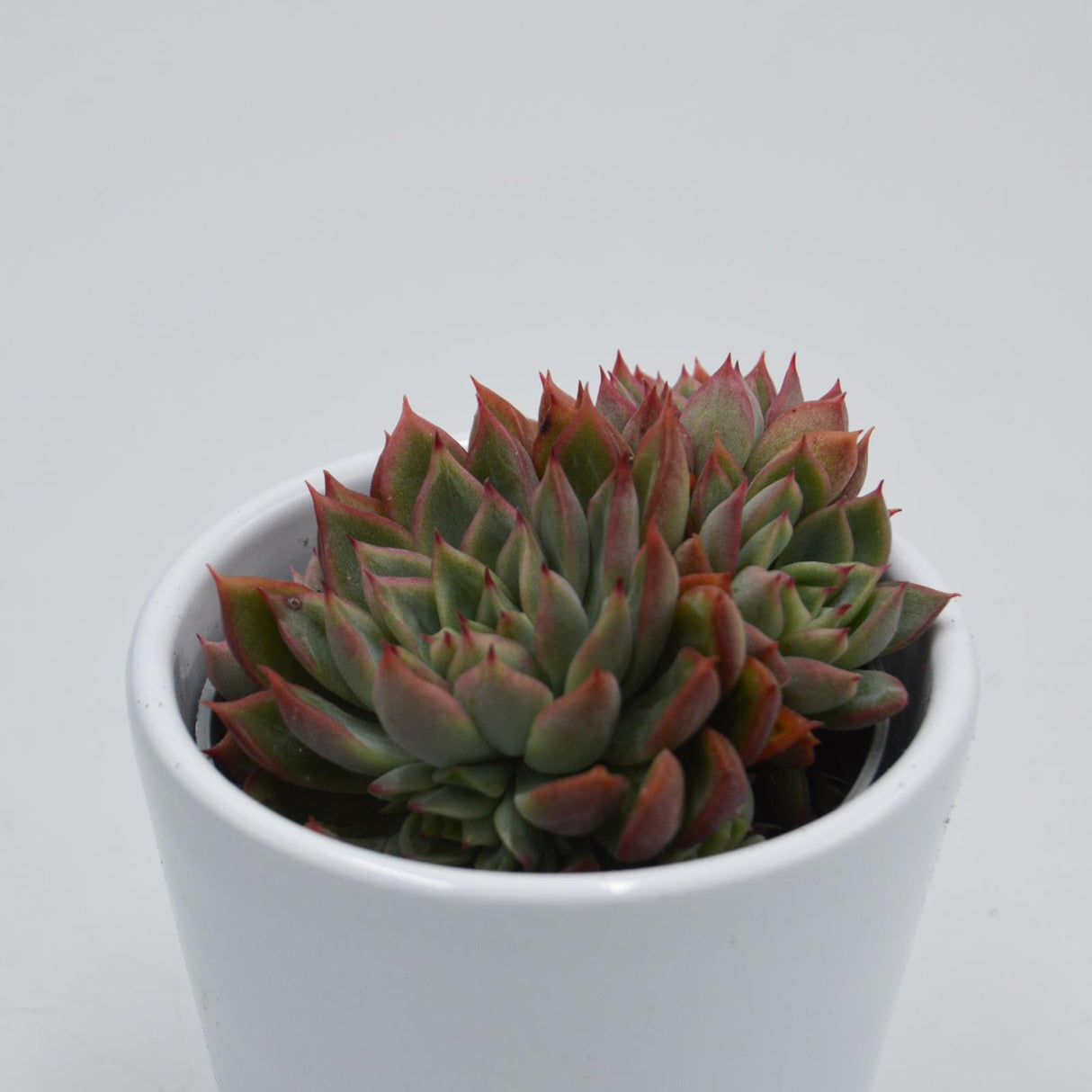 Echeveria Mebina - 6cm