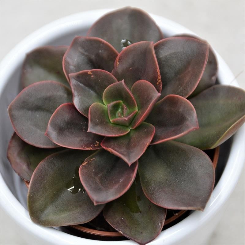 Echeveria Melaco - 5.5cm