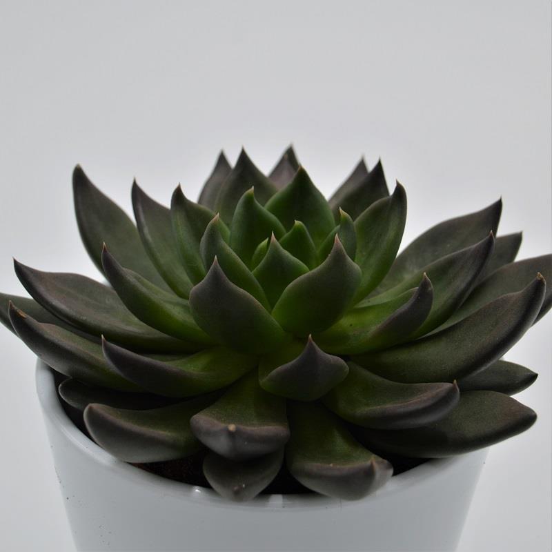 Echeveria Black Knight - 10.5cm