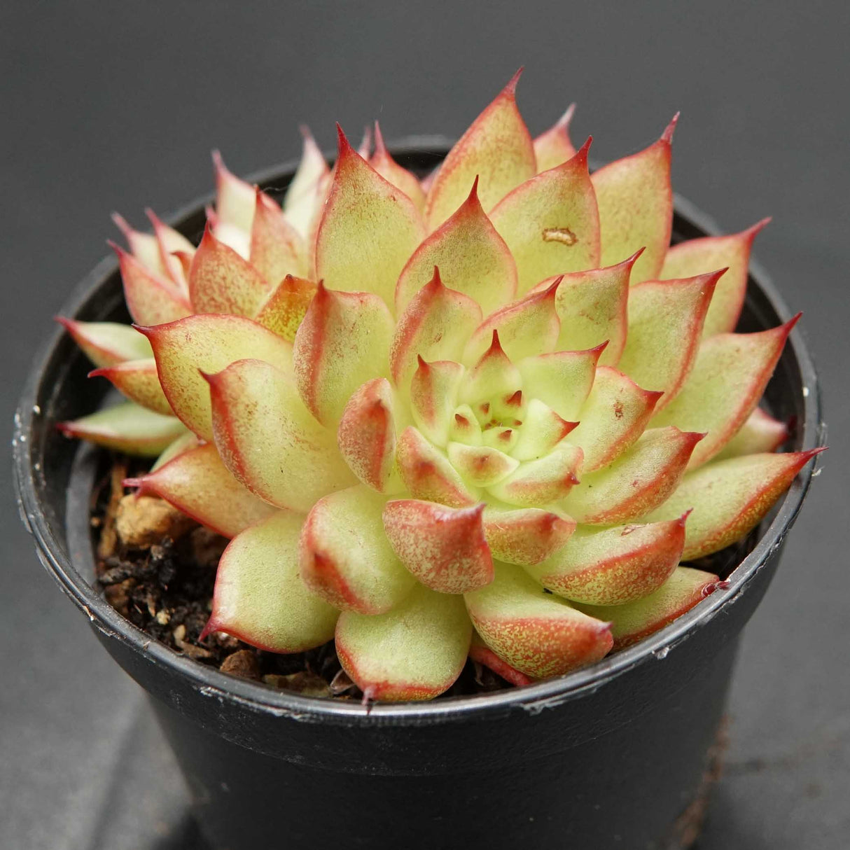 Echeveria Meteor Shower