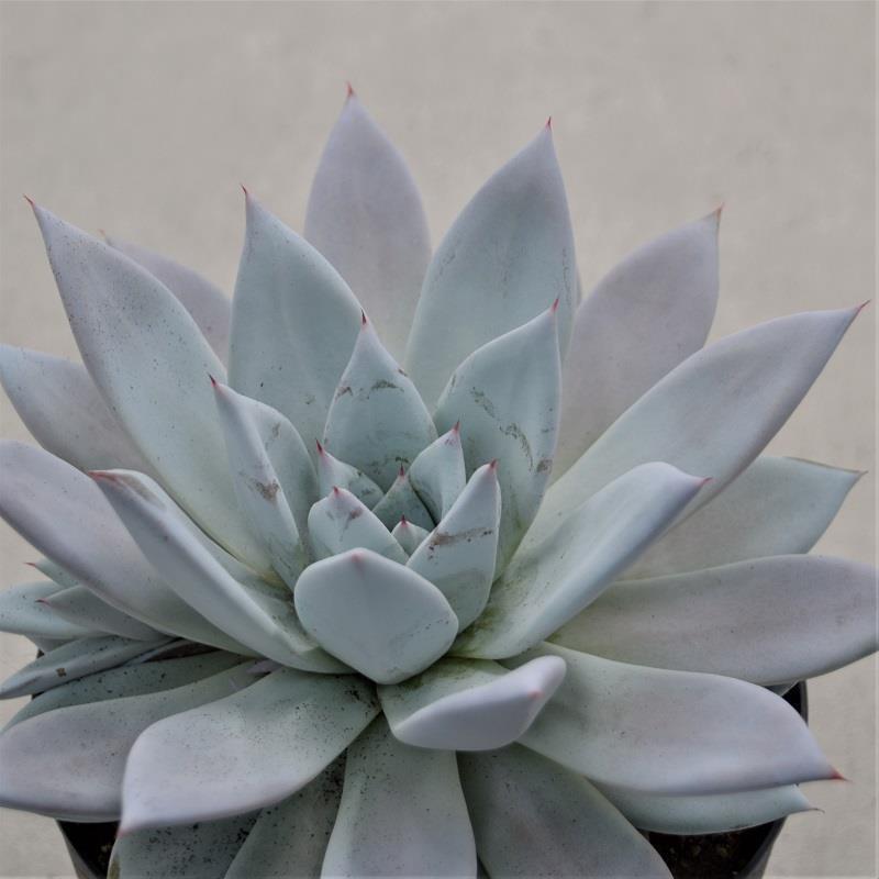 Echeveria Mexican Giant - 17cm