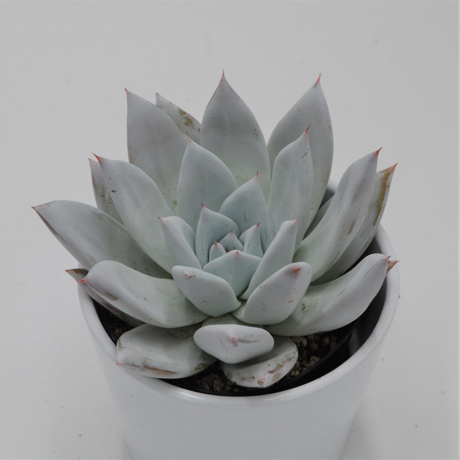Echeveria Mexican Giant - 10.5cm