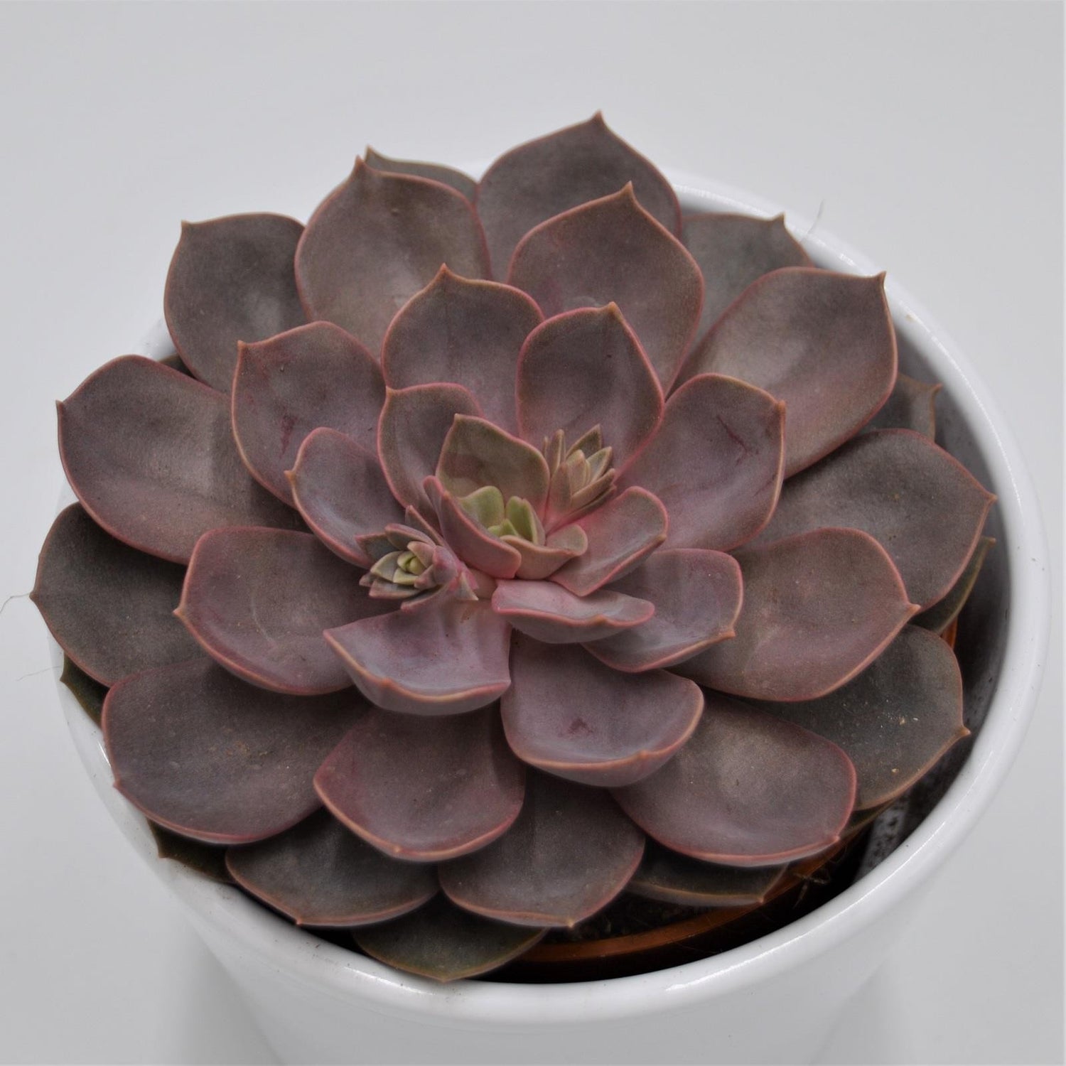 Echeveria Mina - 10.5cm