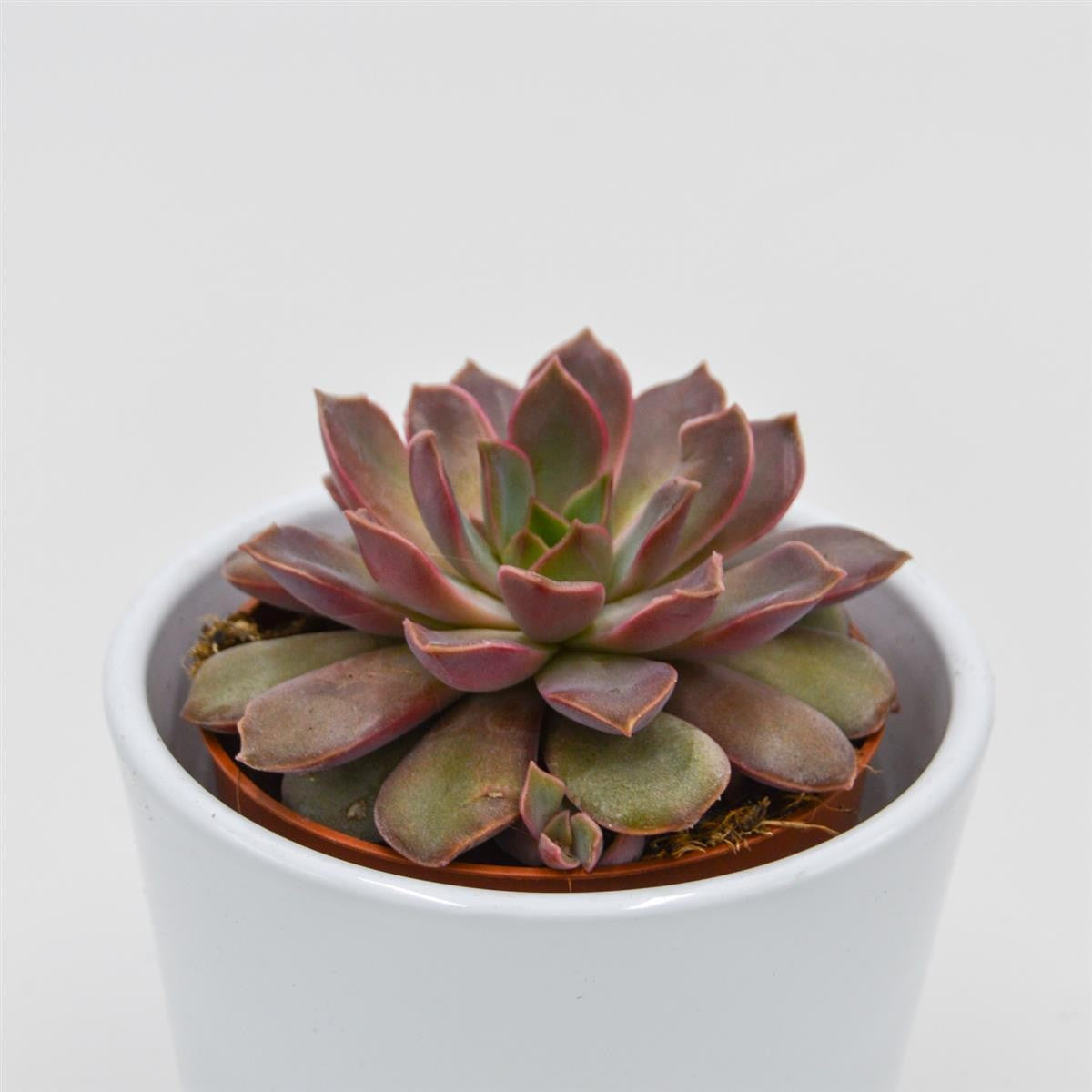 Echeveria Mina - 8.5cm