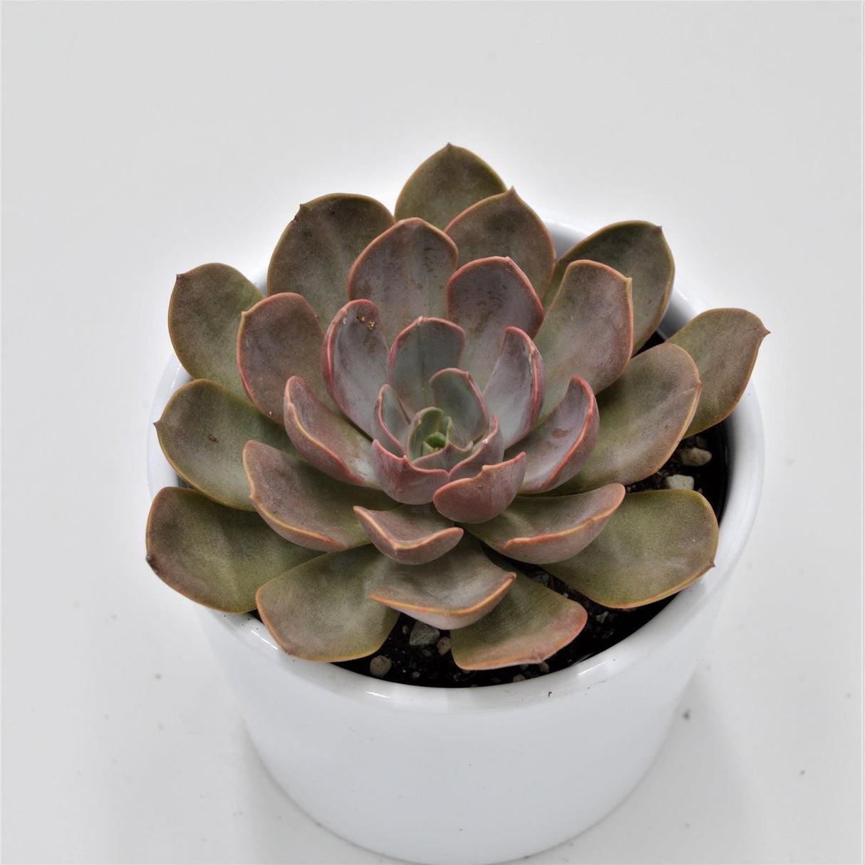 Echeveria Mina - 8,5cm