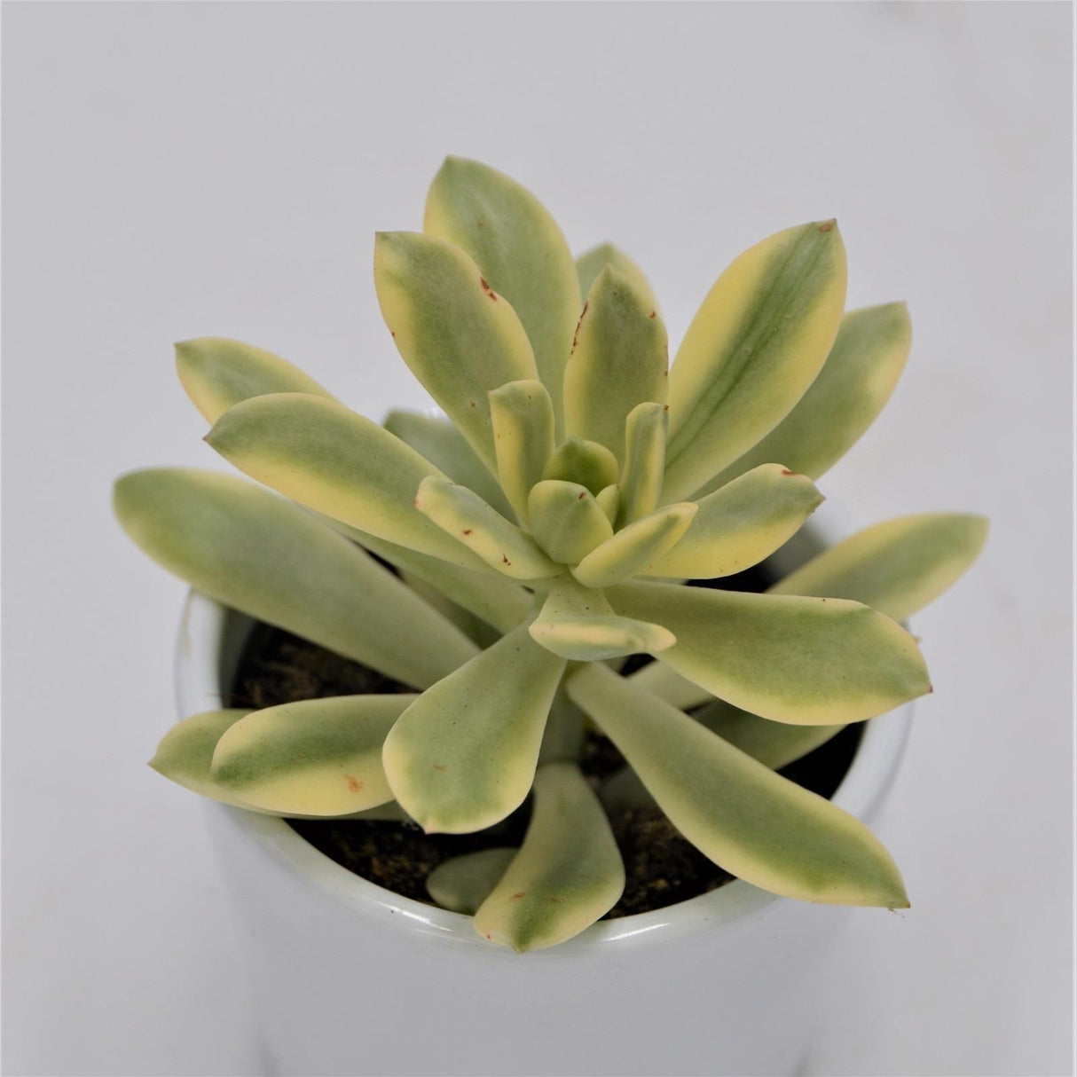 Echeveria Mini Belle f. variegata - 6cm