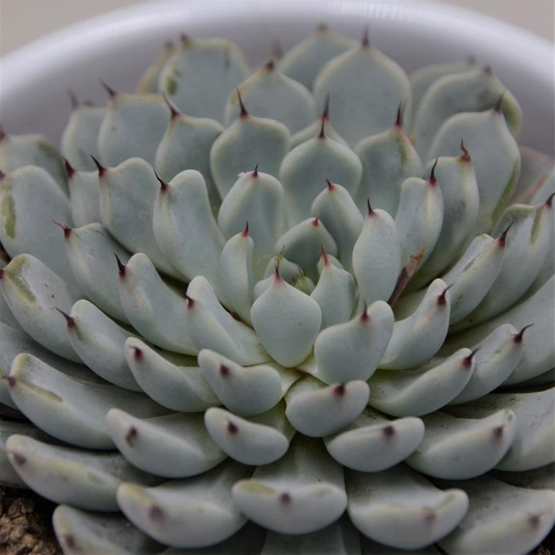 Echeveria cuspidata var. gemmula - 8.5cm