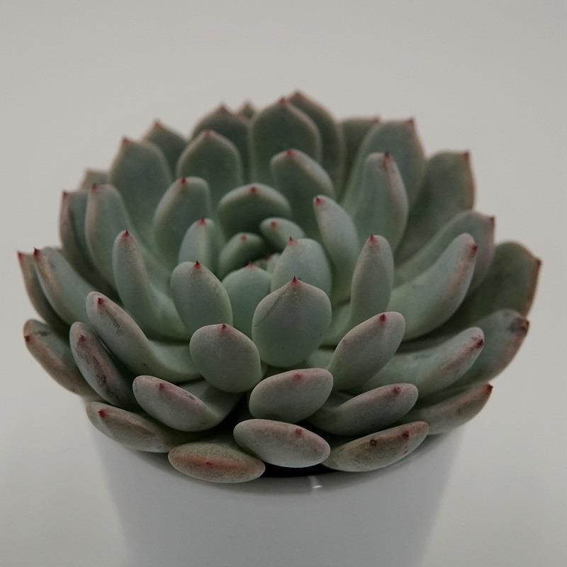 Echeveria cuspidata var. gemmula - 8.5cm