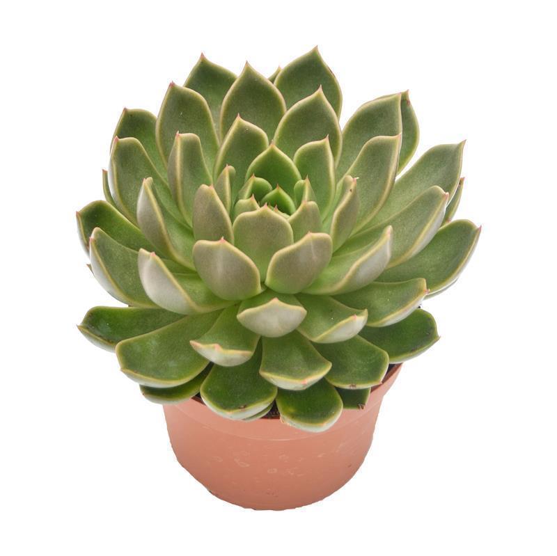 Echeveria Mira - 10.5cm