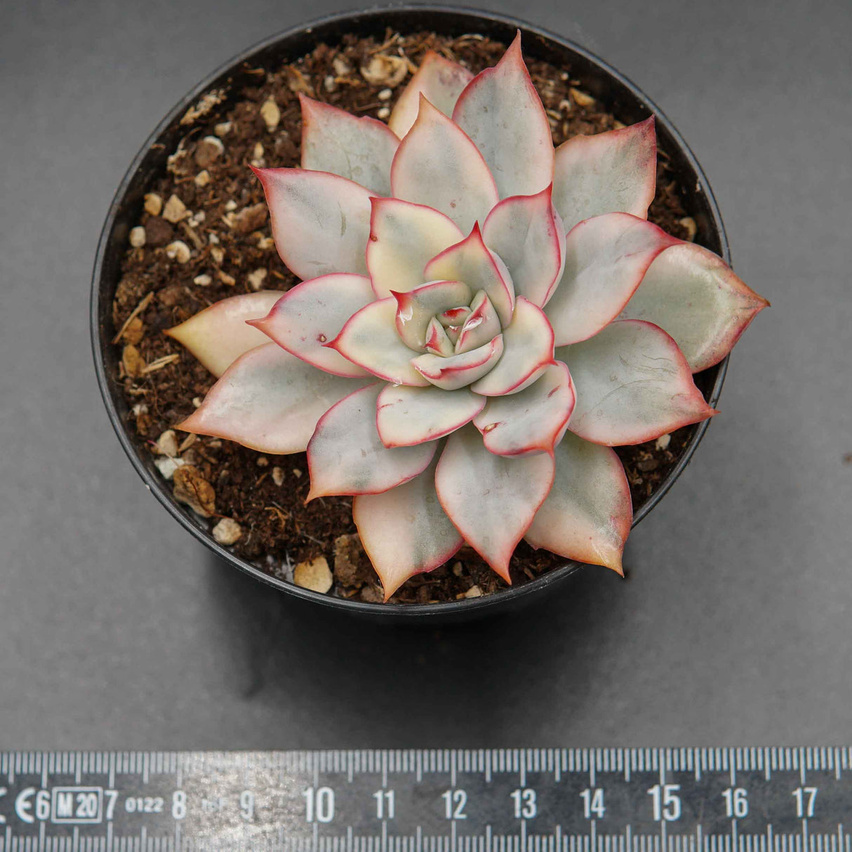 Graptoveria Pink Donna Mutation Cutting