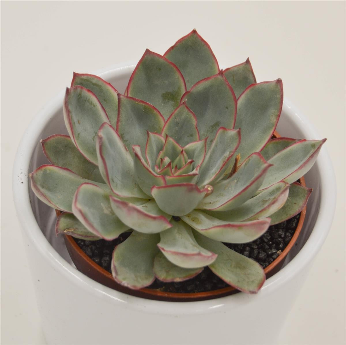 Echeveria Moonshine - 8.5cm