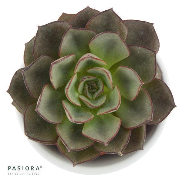 Enchanté Echeveria, 5 Stück