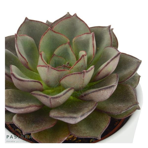 Echeveria moranii - 6cm