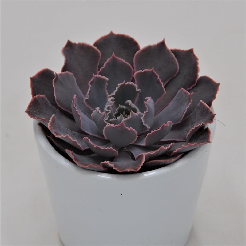 Echeveria Neon Breaker - 6cm
