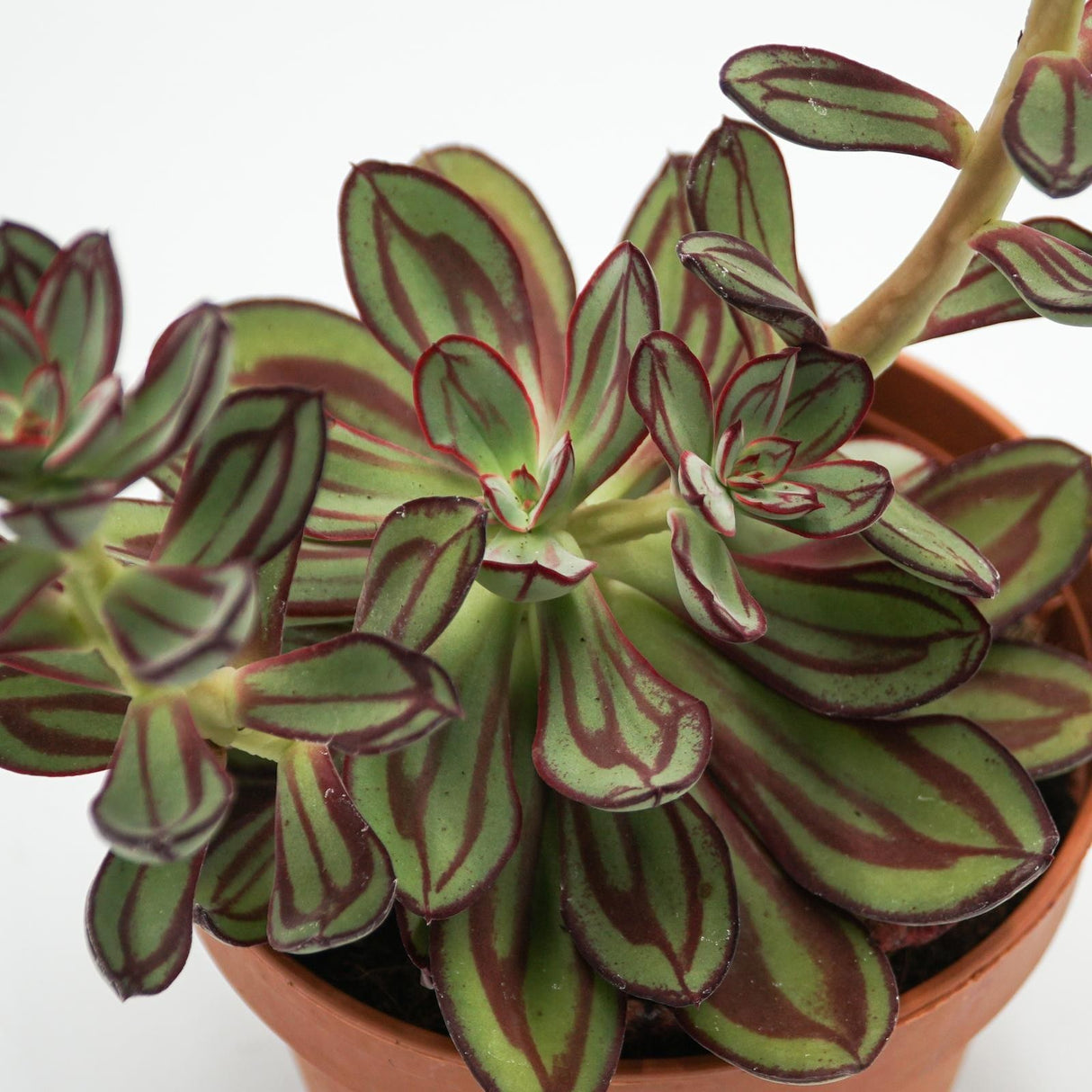 Echeveria nodulosa - 14cm