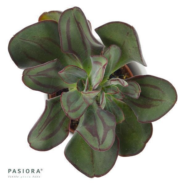 Echeveria nodulosa - 6cm