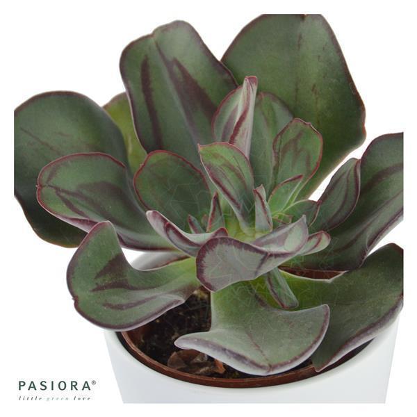 Echeveria nodulosa - 6cm