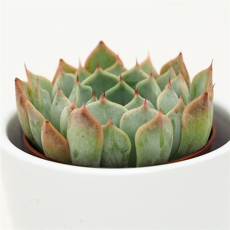 Echeveria Norma - 5.5cm