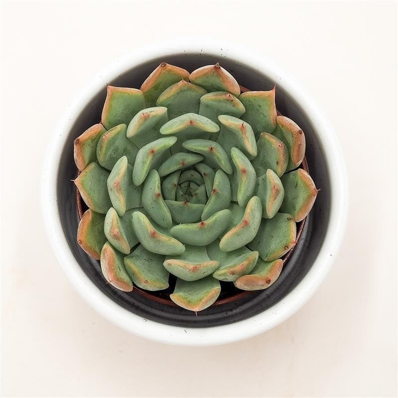Echeveria Norma - 5.5cm