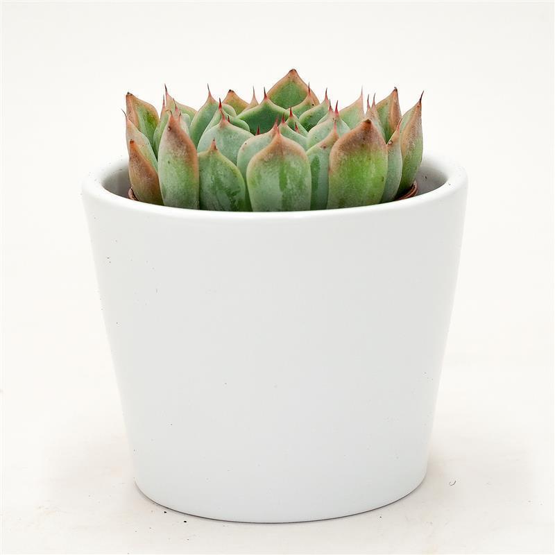 Echeveria Norma - 5.5cm