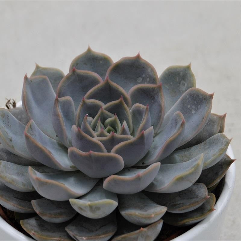 Echeveria Orion - 10.5cm