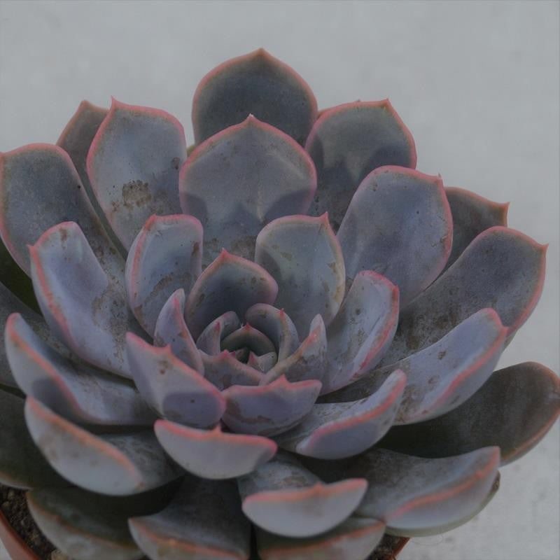 Echeveria Orion - 8.5cm