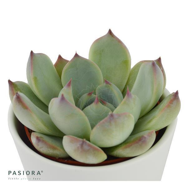 Echeveria parva Beatrice - 6cm