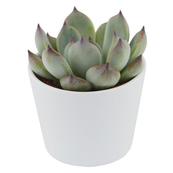 Echeveria parva Beatrice - 6cm