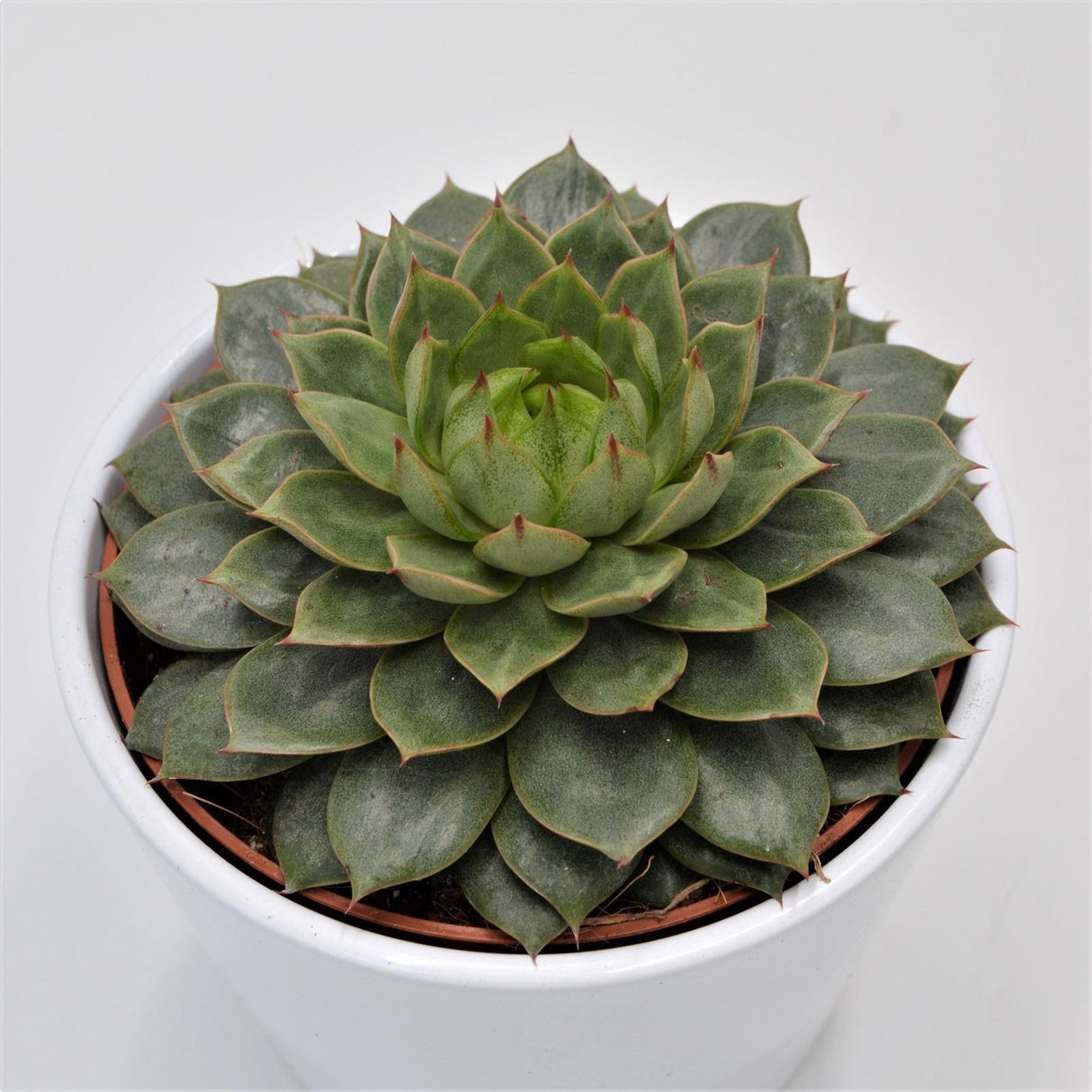 Echeveria Parva - 12cm