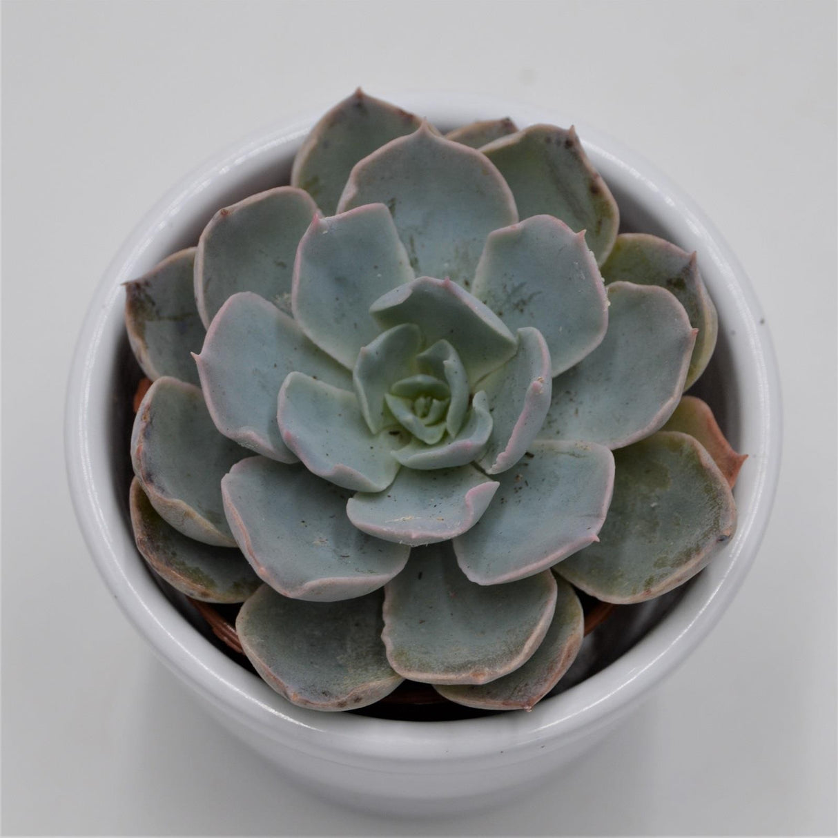Echeveria peacockii - 5.5cm