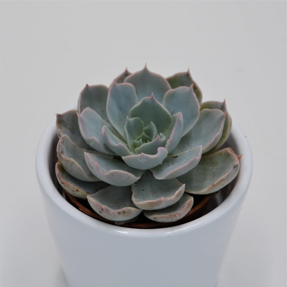 Echeveria peacockii - 5.5cm