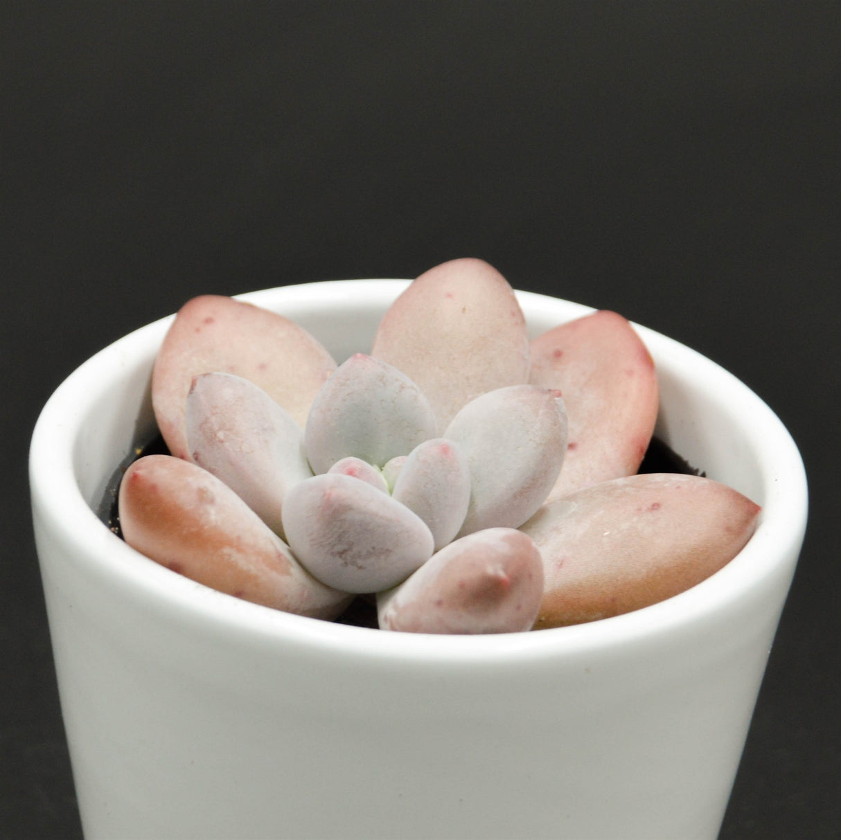 Echeveria Perfume - 6cm