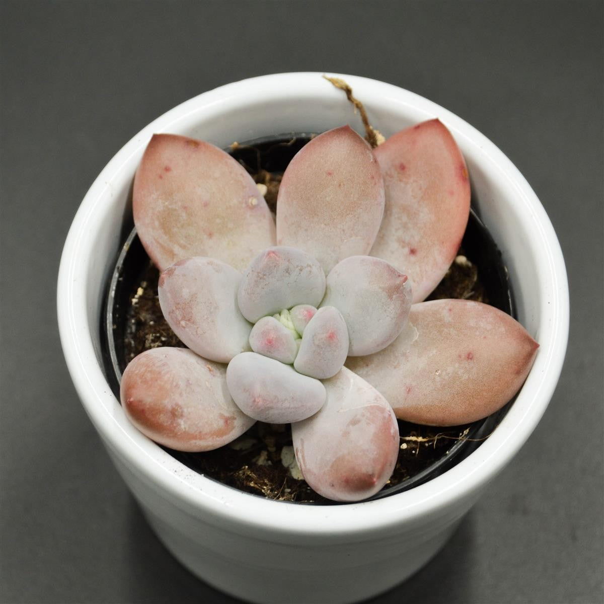 Echeveria Perfume - 6cm