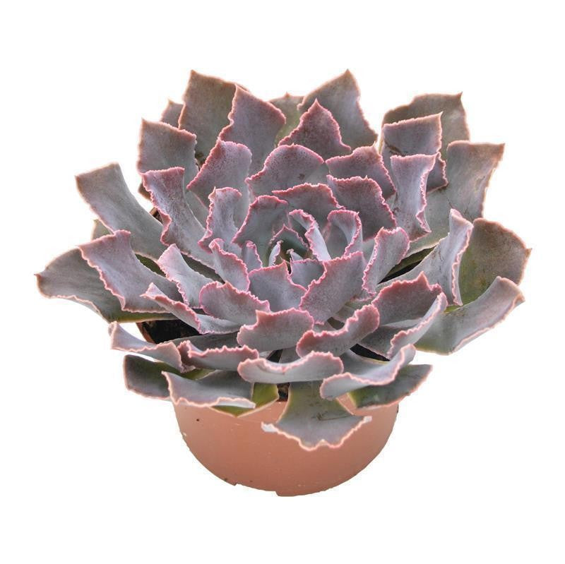 Echeveria shaviana Pink Frills - 10,5cm