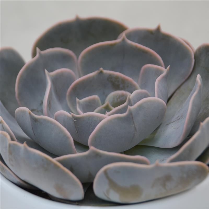 Echeveria Pollux - 10.5cm