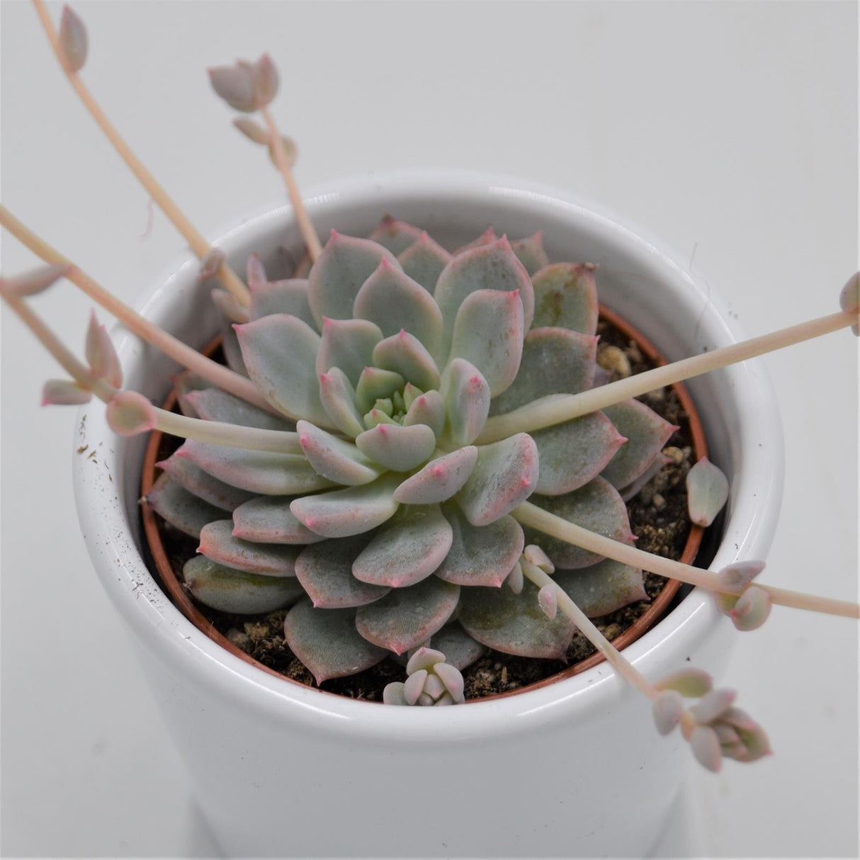 Echeveria prolifica - 6cm